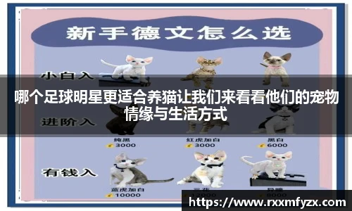 哪个足球明星更适合养猫让我们来看看他们的宠物情缘与生活方式